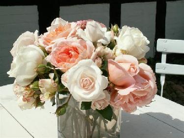 Romantique Peach-Mellow